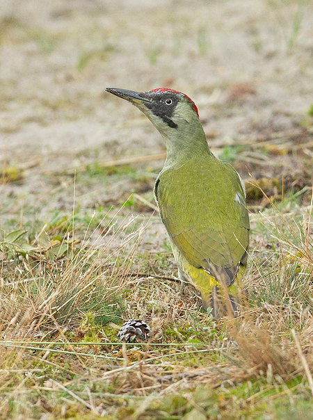 Groene Specht 3