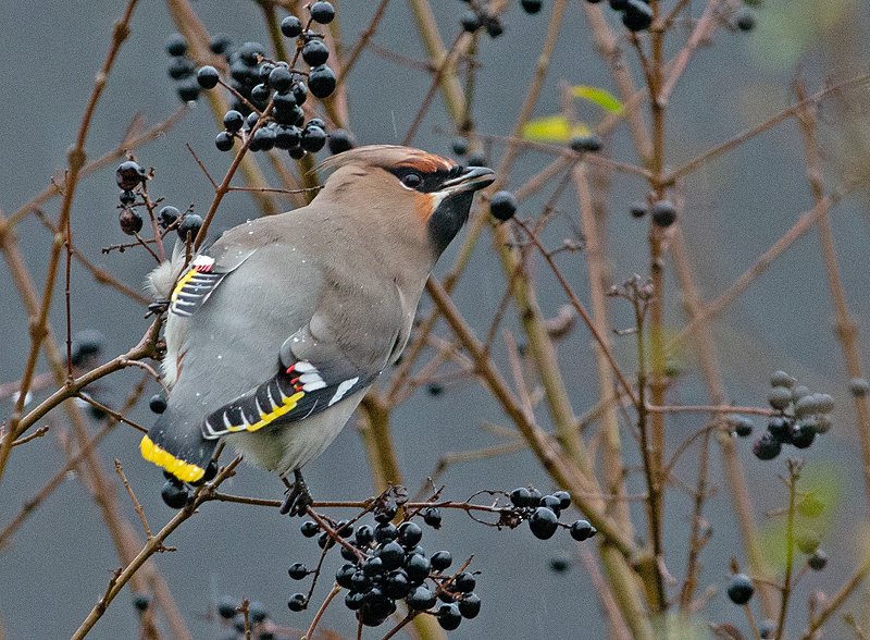 Pestvogel 9