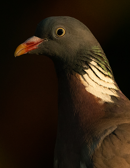 Houtduif 9