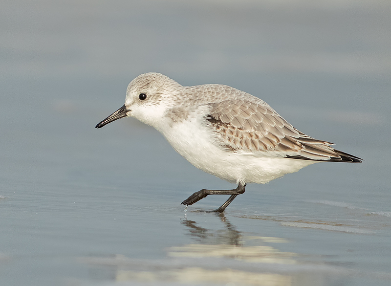 Drieteenstrandloper 18