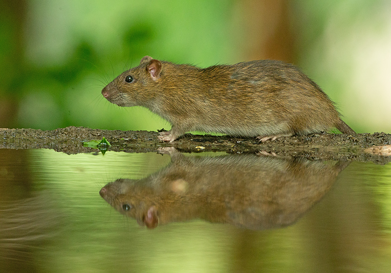 Bruine Rat 4