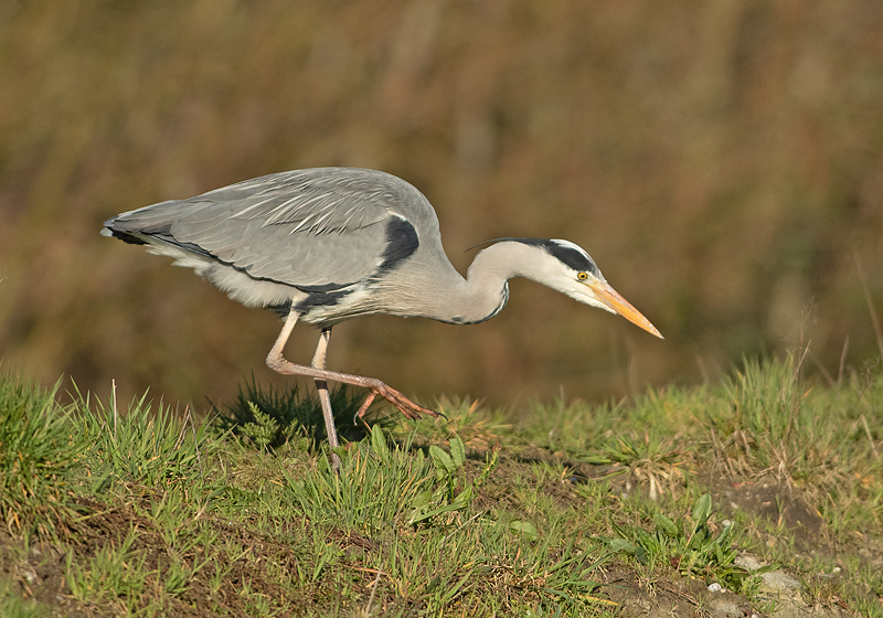 Blauwe Reiger 8