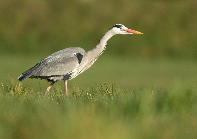 Blauwe Reiger 9