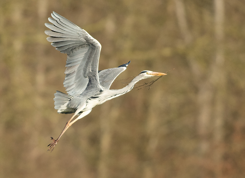 Blauwe Reiger 10