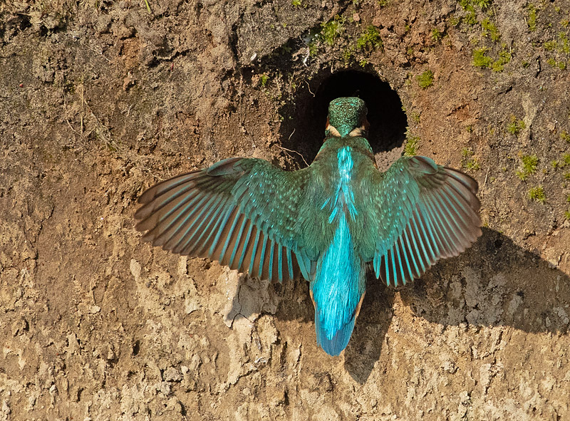 IJsvogel 62