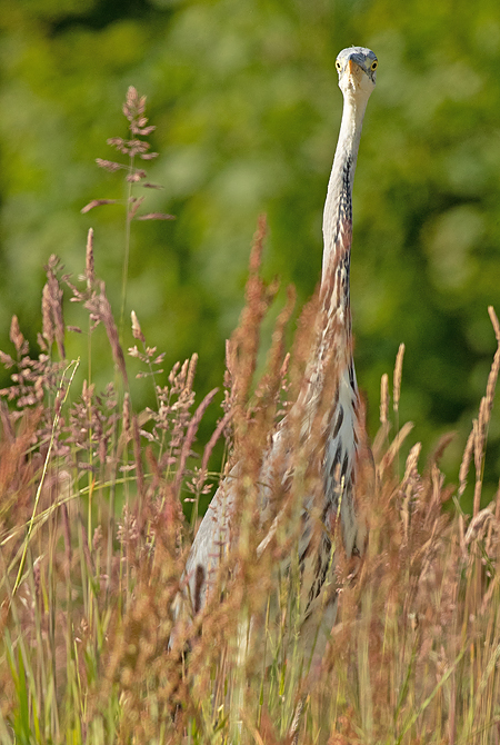 Blauwe Reiger 12