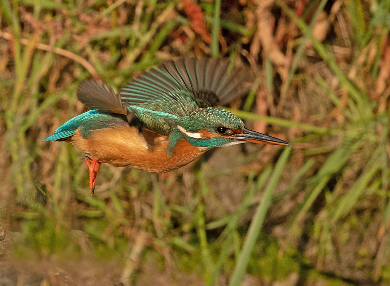 IJsvogel 63