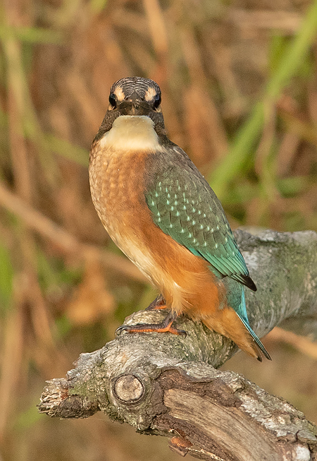 IJsvogel frontal