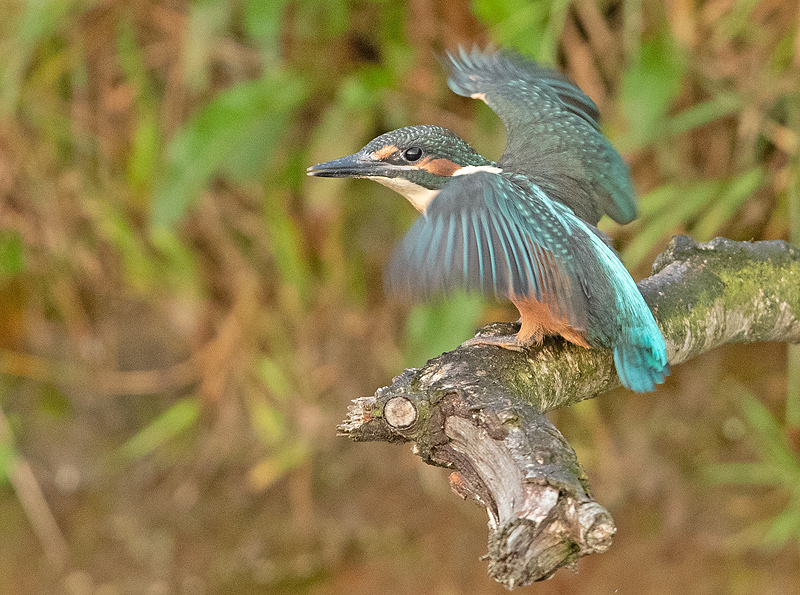 IJsvogel juv.69