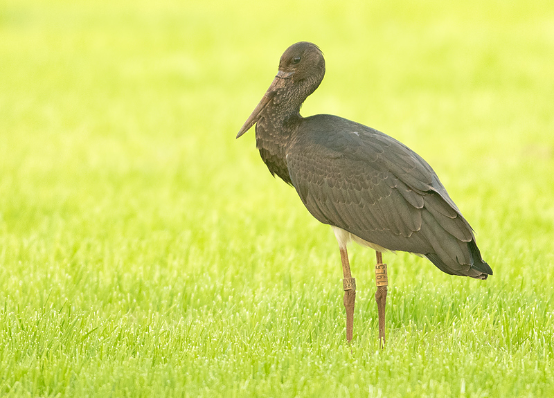 Zwarte Ooievaar 1