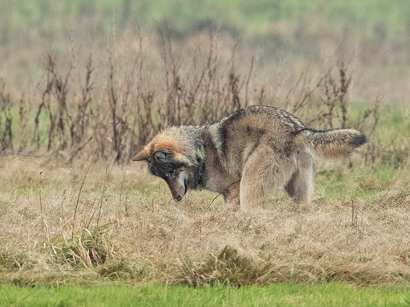 Wolf 1
