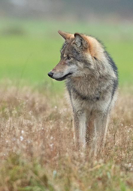 Wolf 5