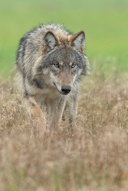 Wolf 7