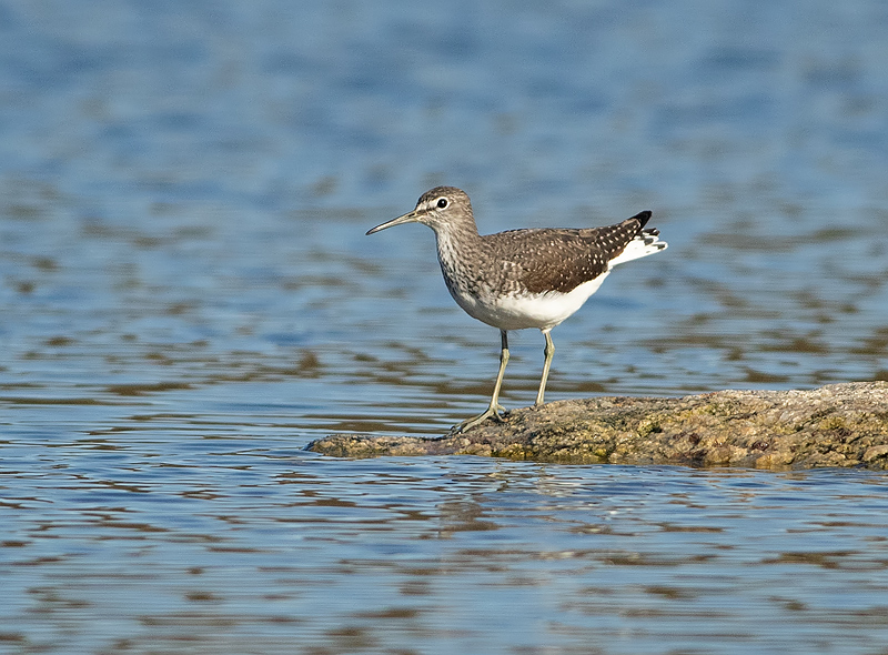 Witgatje 9