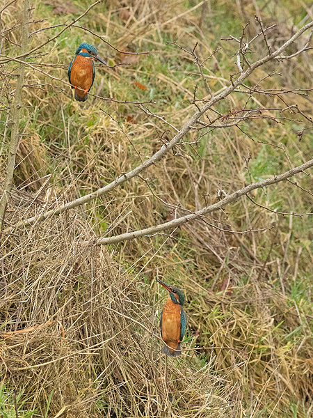 IJsvogel 71