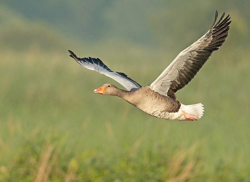 Grauwe Gans 3
