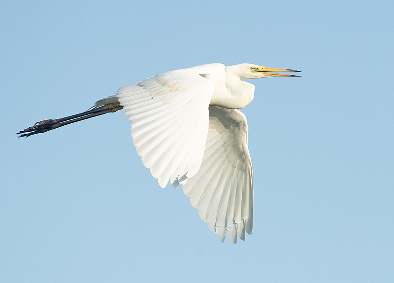 Grote Zilverreiger 24
