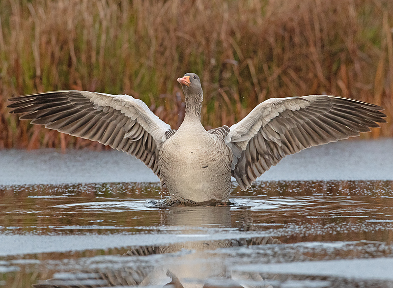 Grauwe Gans 4