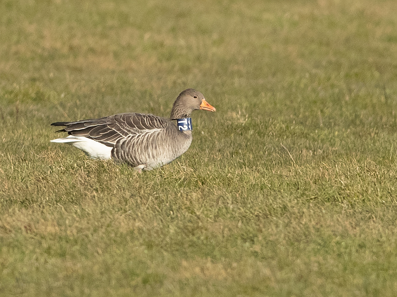 Grauwe-Gans-ST2