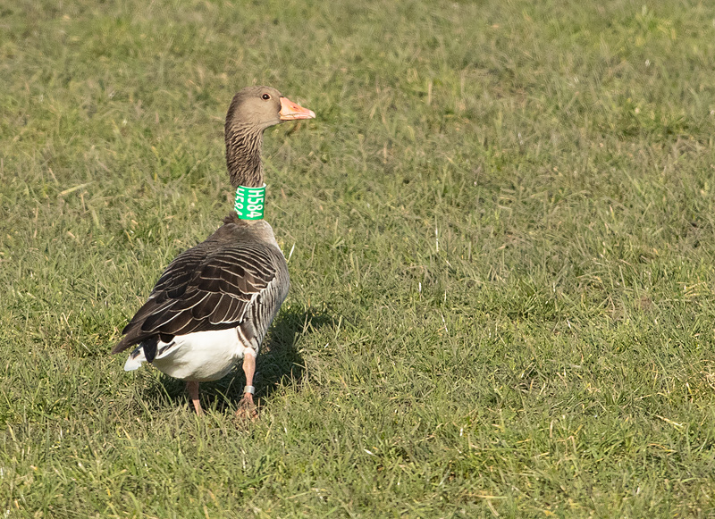 Grauwe-Gans-H584