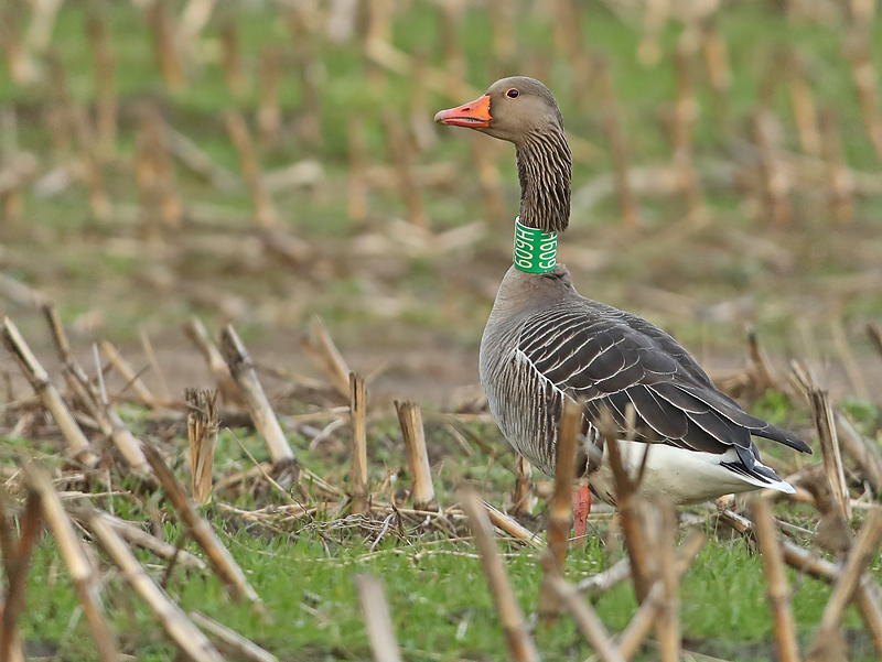 Grauwe-Gans-H609