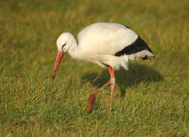 Ooievaar-7254