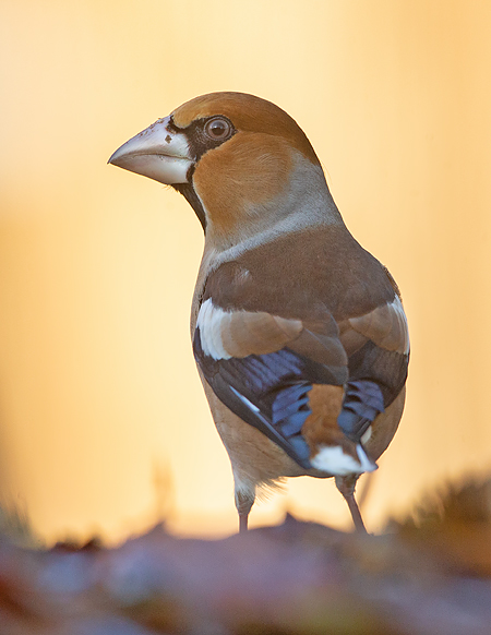 Appelvink 59