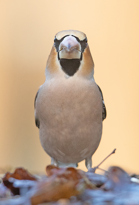 Appelvink frontal