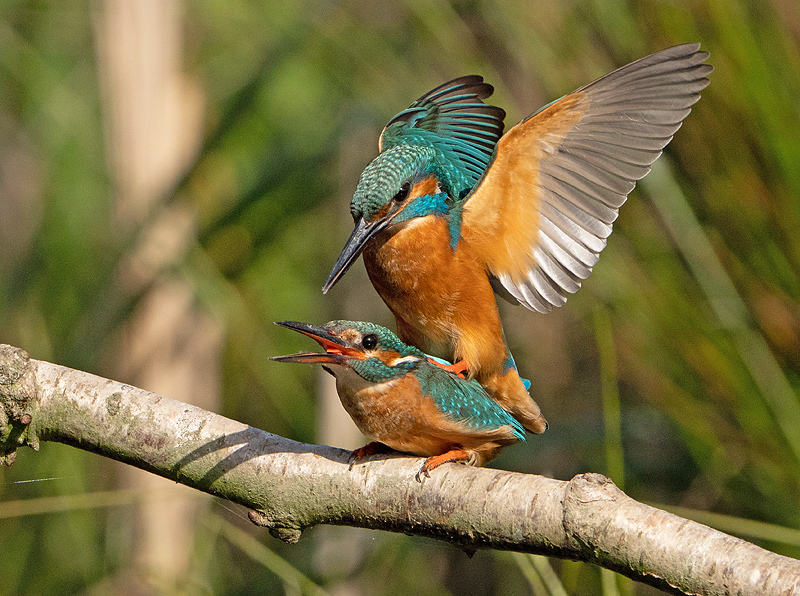 IJsvogel 77