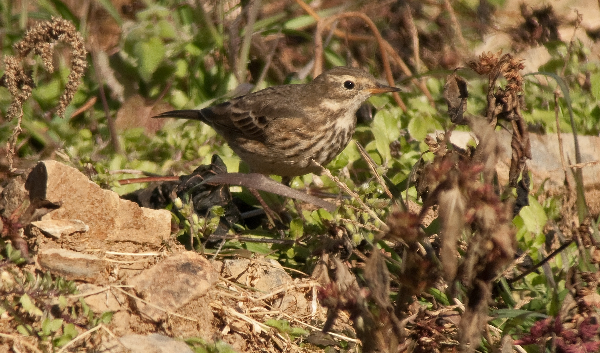 American Pipit
