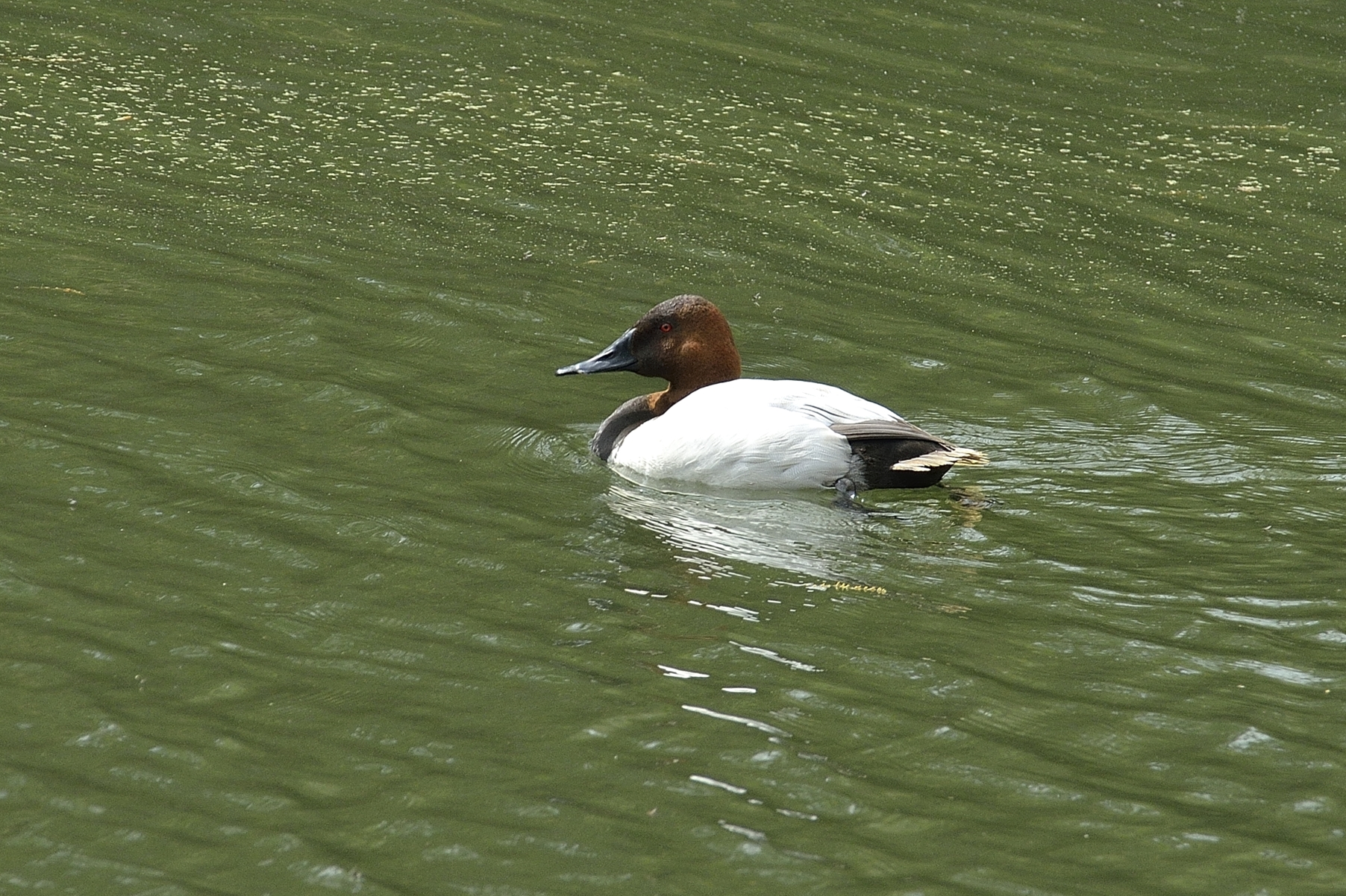 Canvasback Duck (Male)
