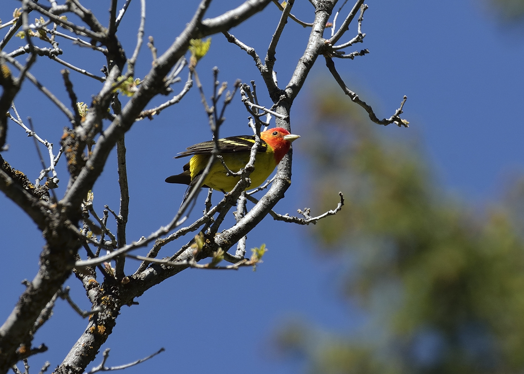 Male Western Tanager