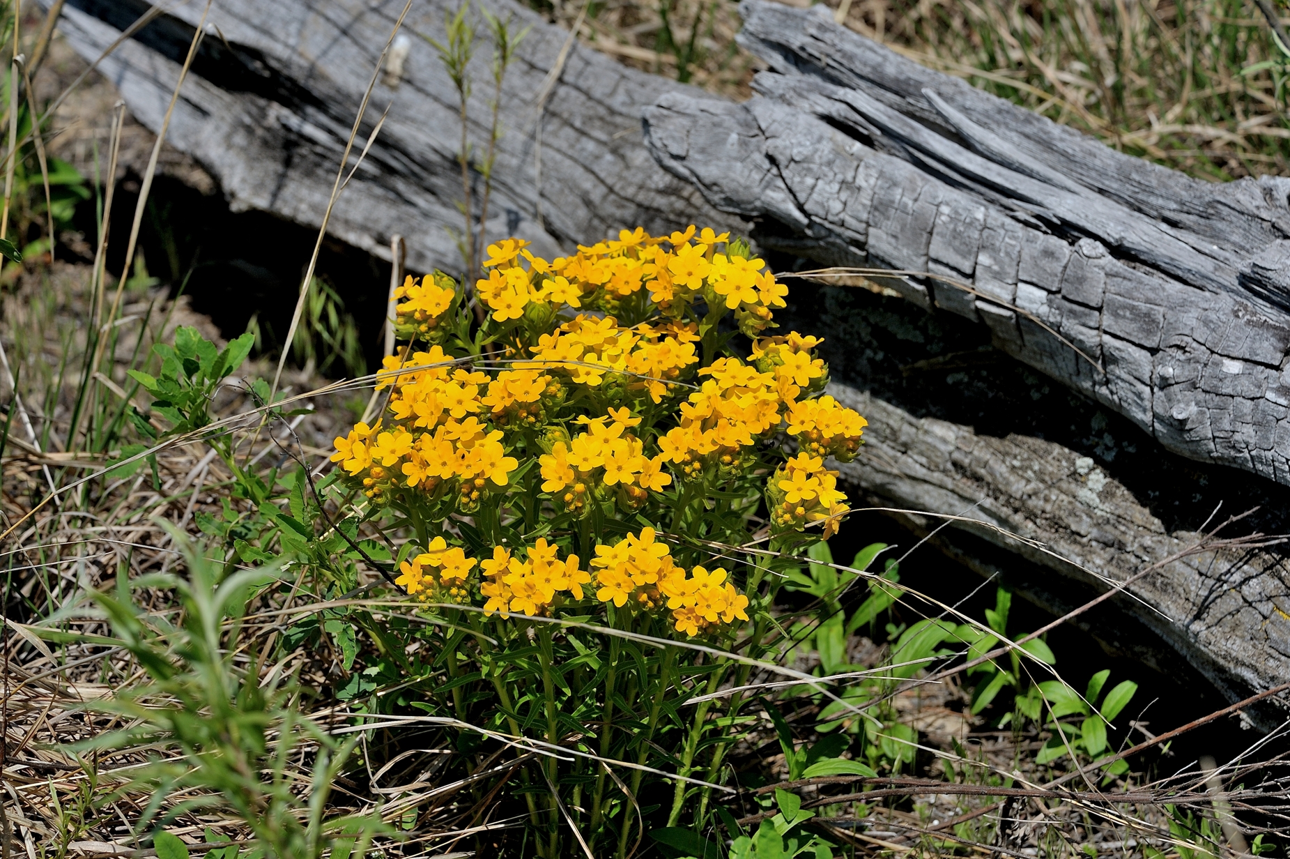 Point Pelees West Beach Wild Flowers