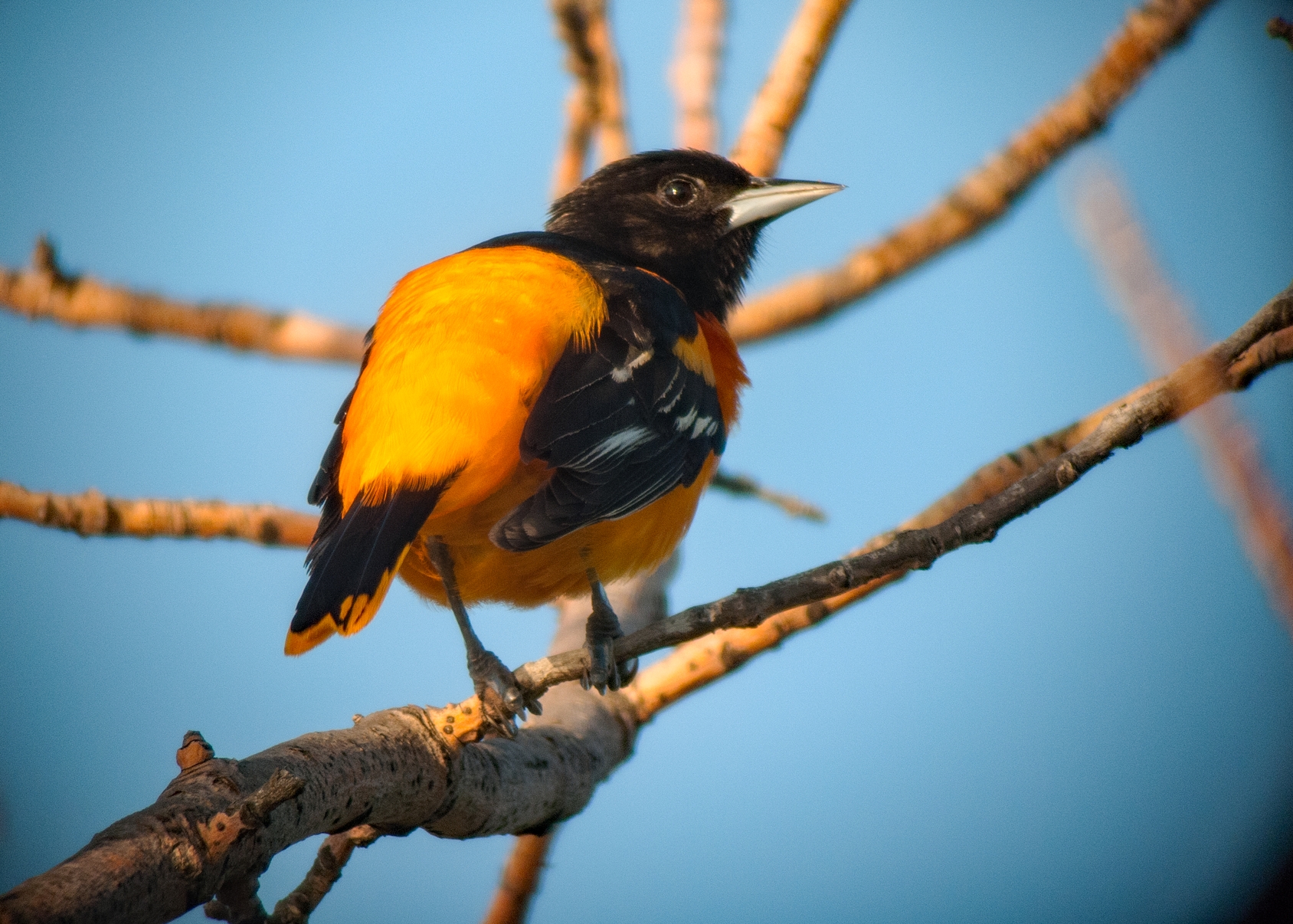 Baltimore Oriole (Male)