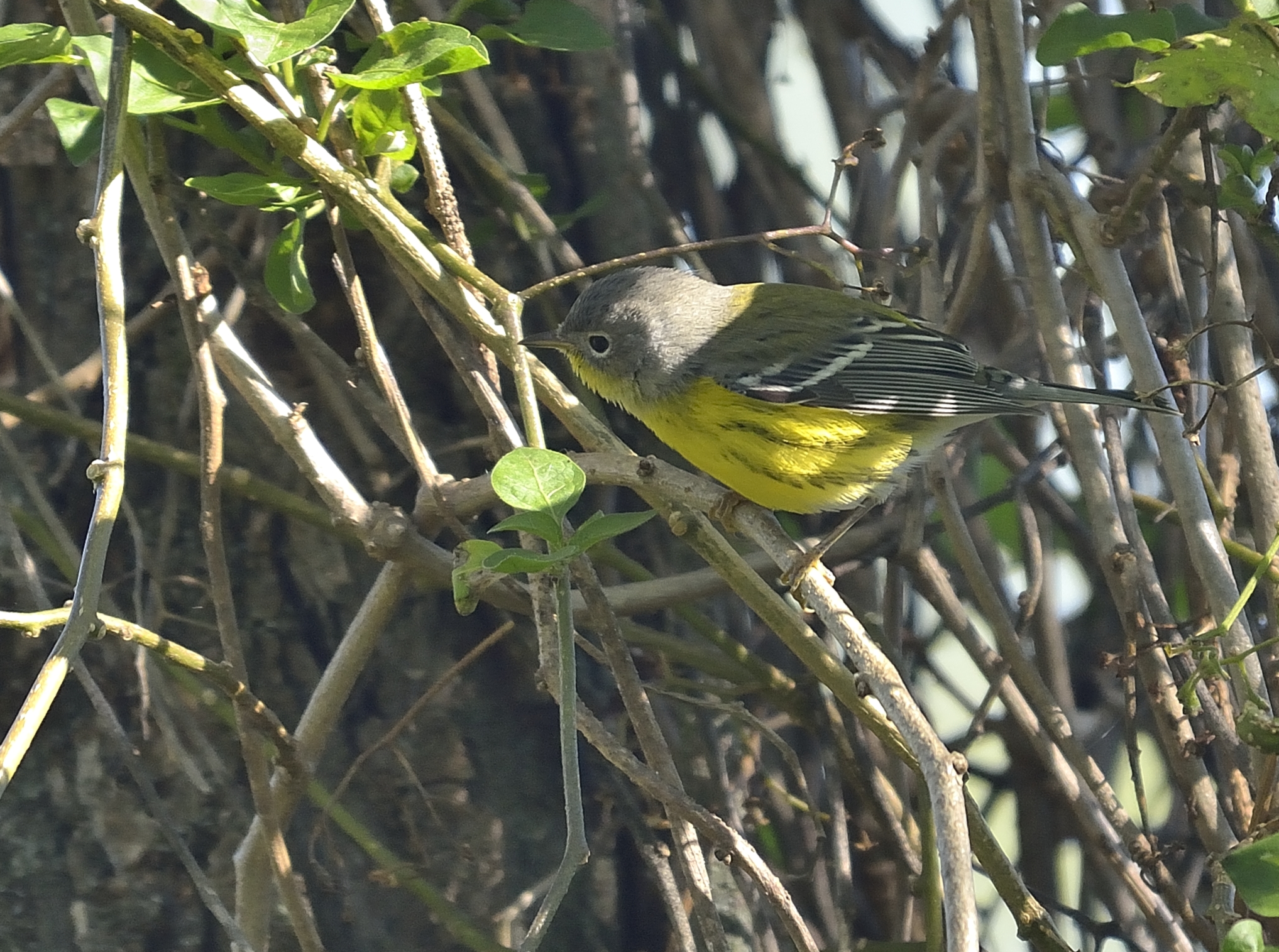 Magnolia Warbler