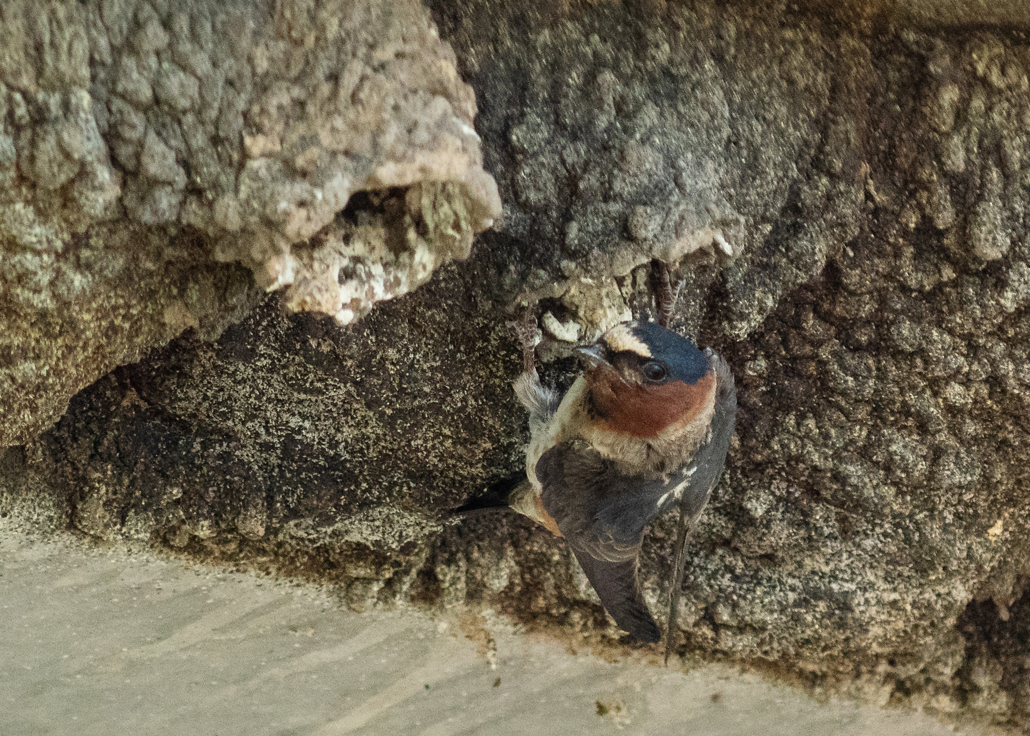 Cliff Swallow