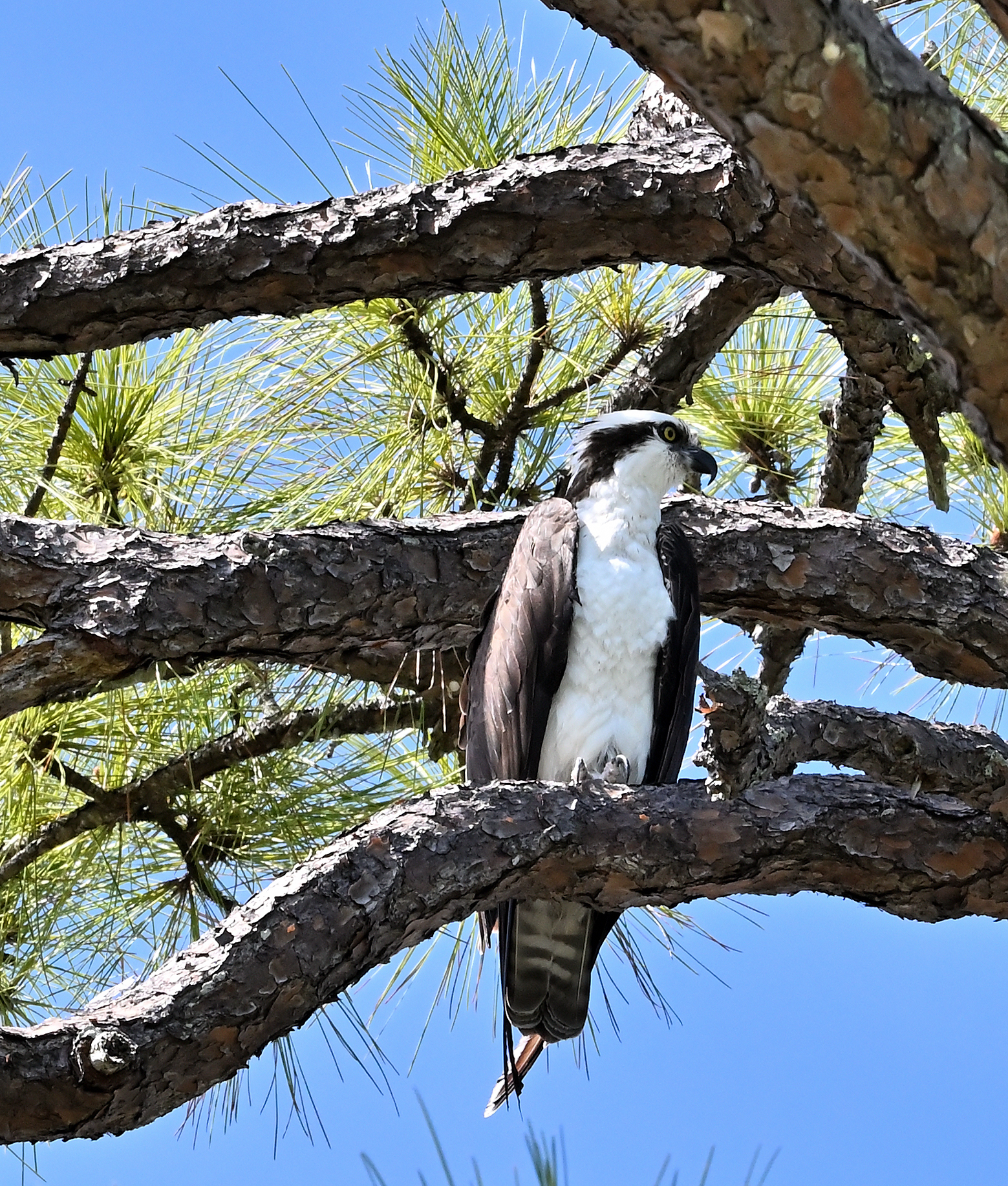 Osprey