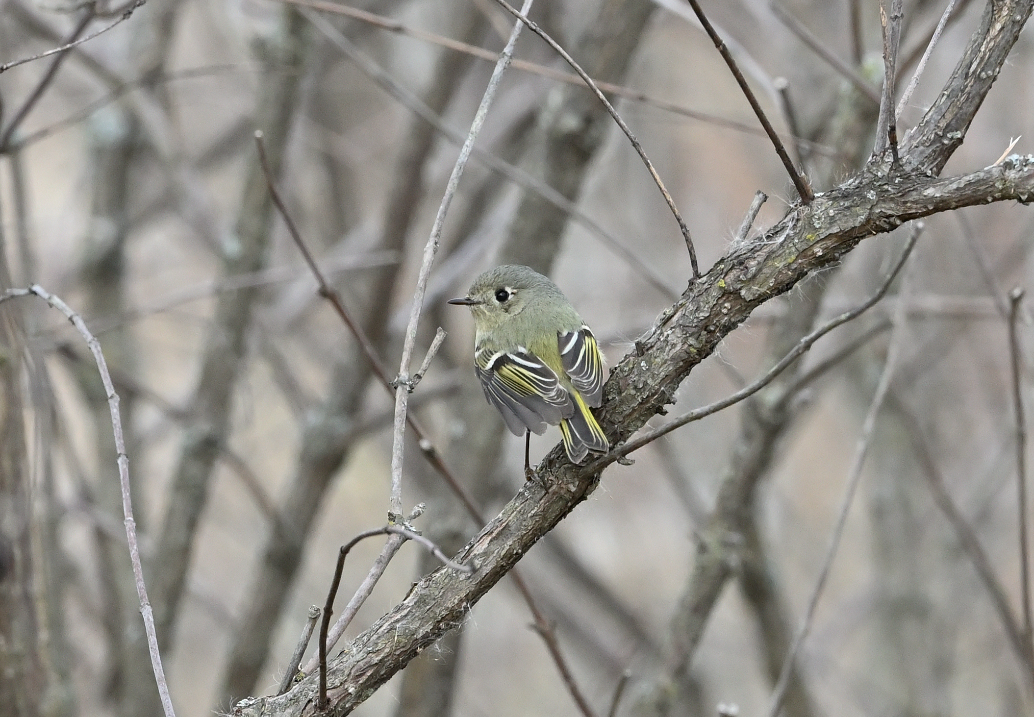 Ruby-crowned Kinglet