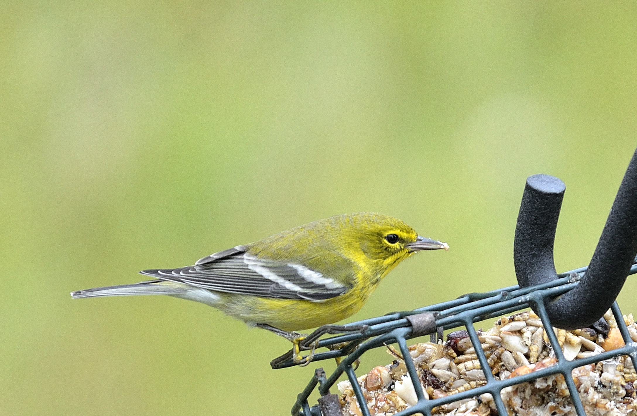 Pine Warbler