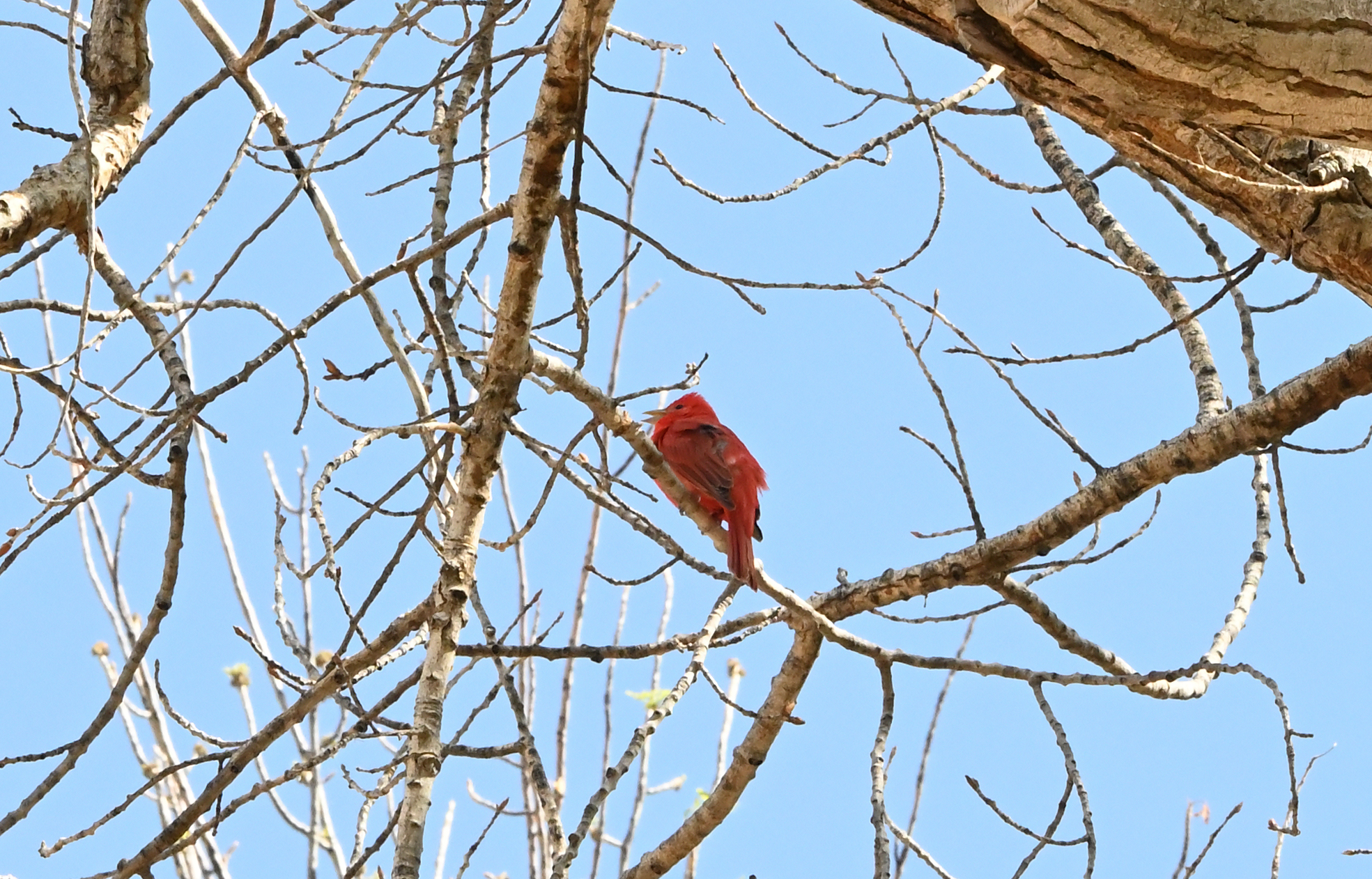 Summer Tanager