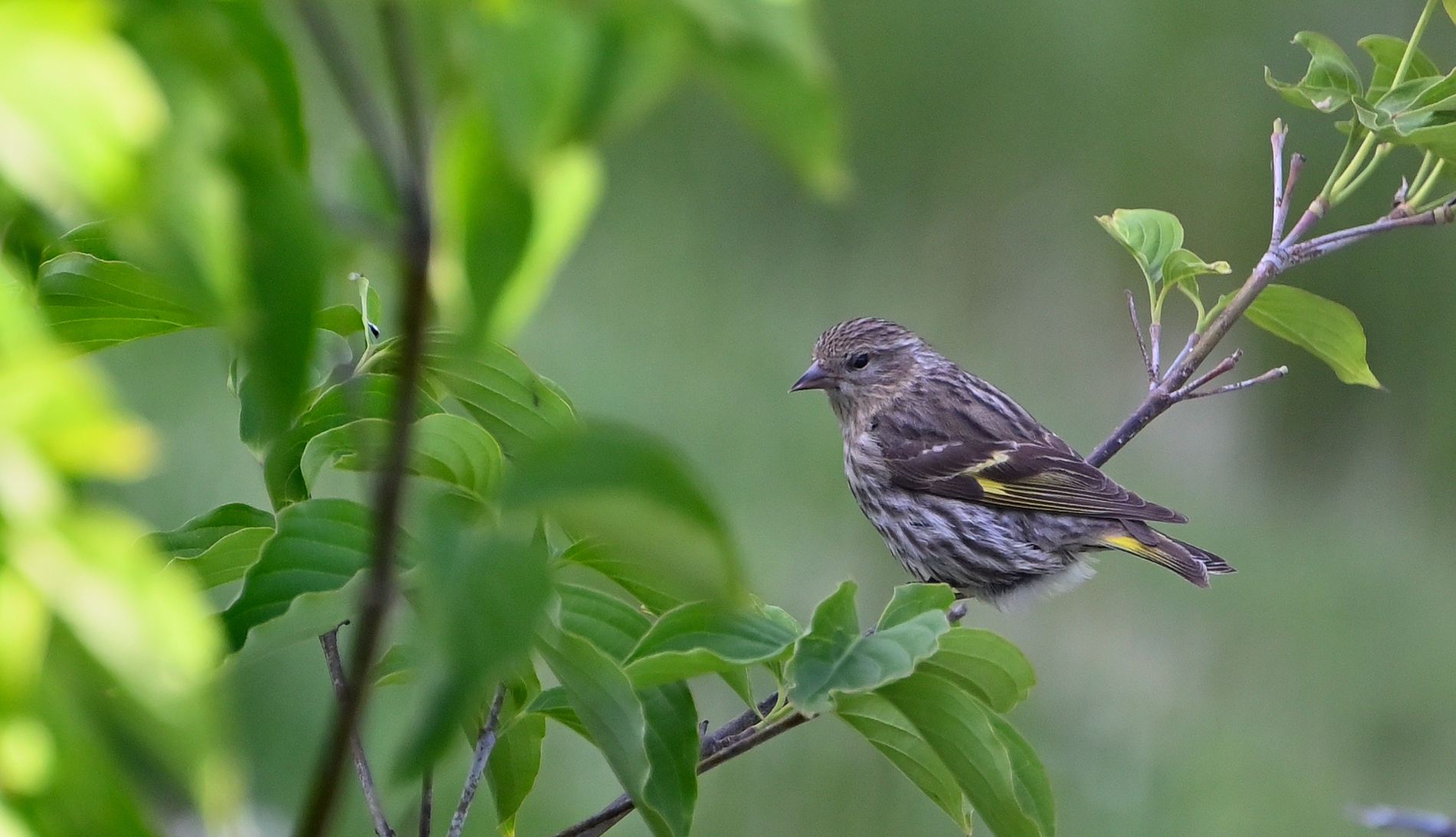 Pine Siskin