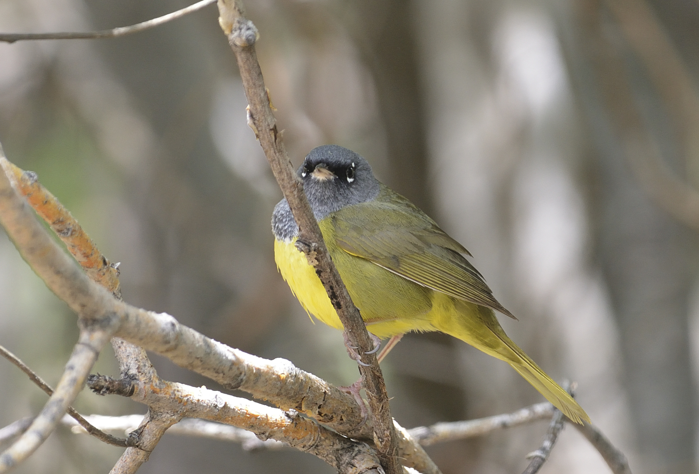 MacGillivrays Warbler