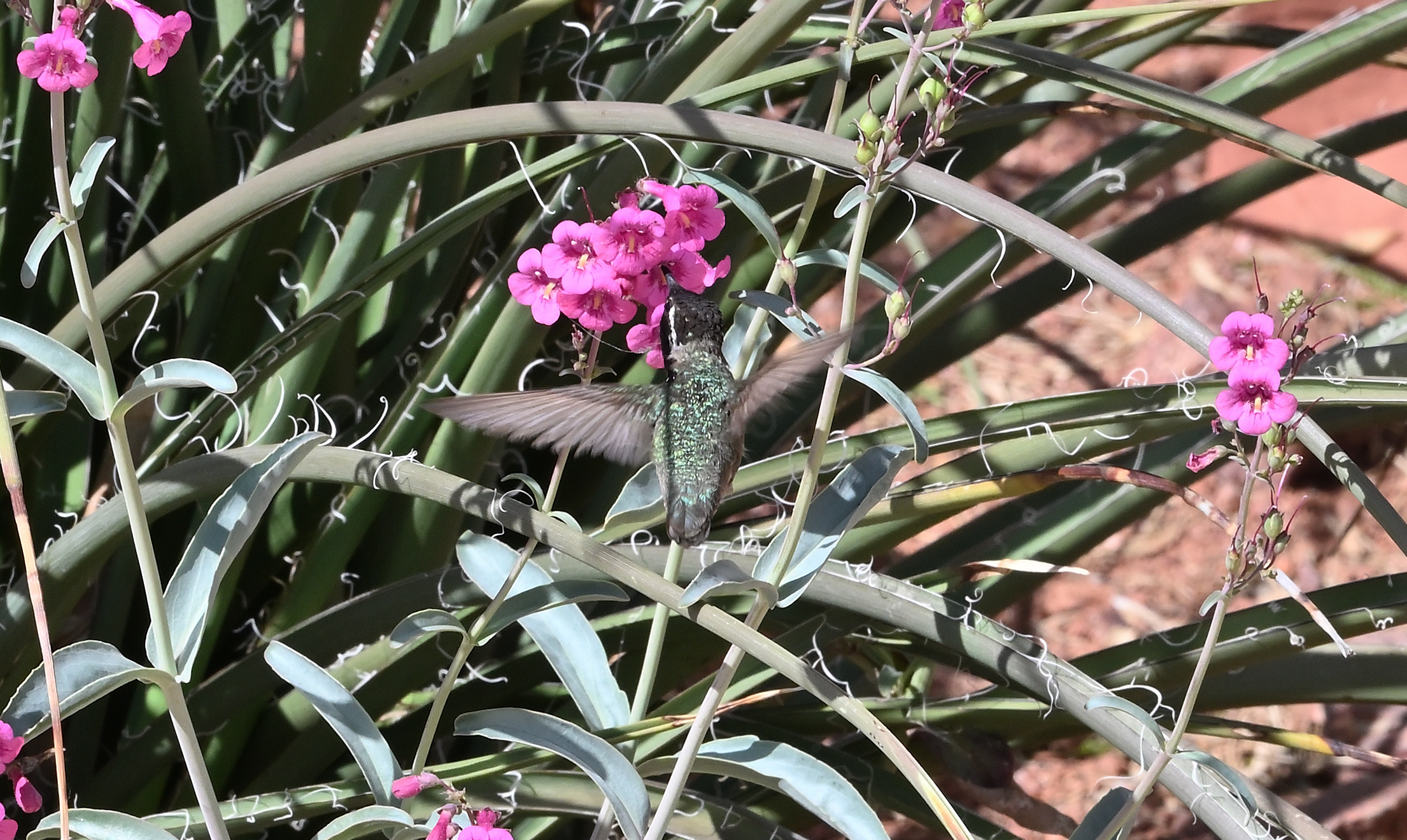 White-eared Hummingbird