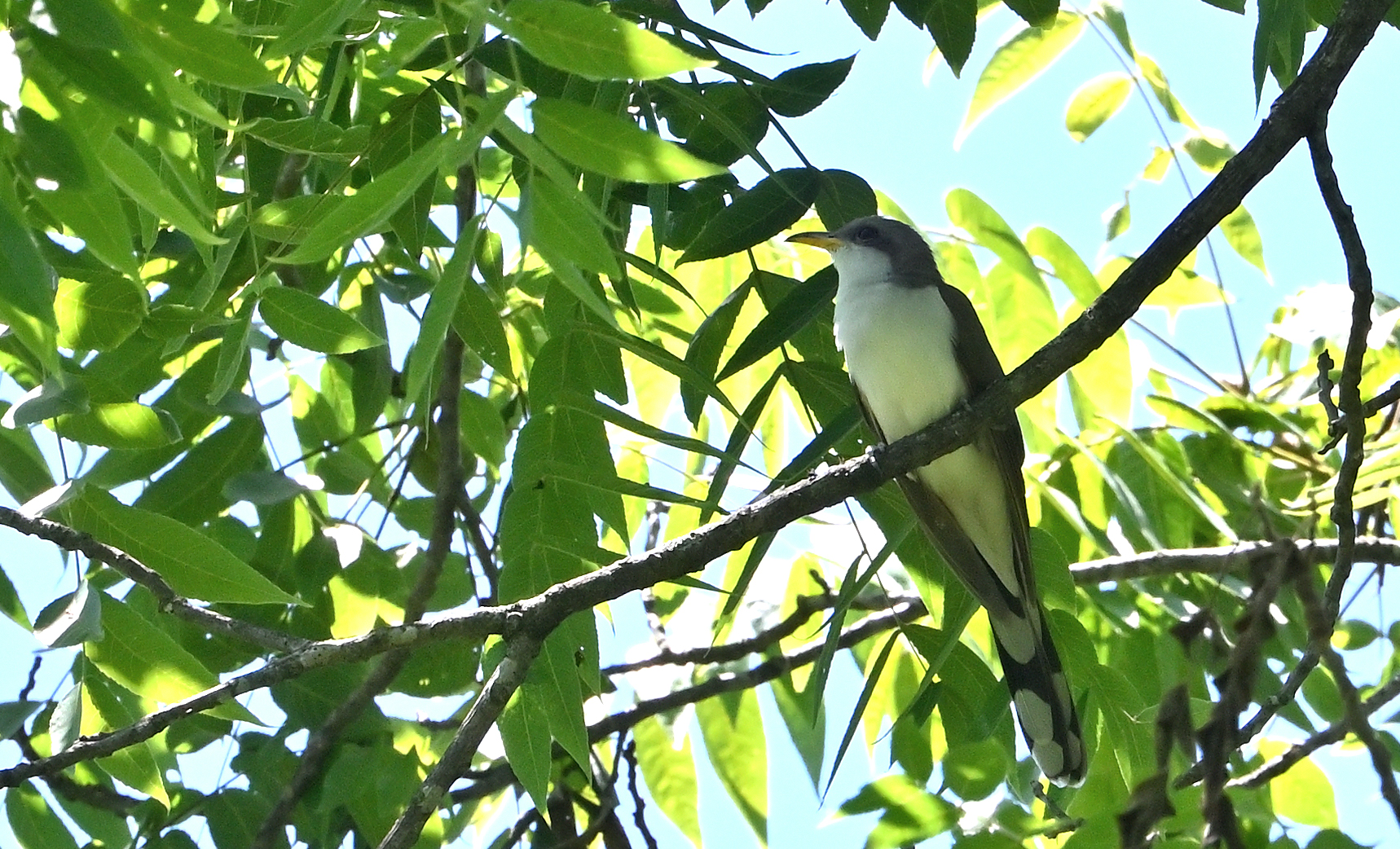 Yellow-billed Cuckoo