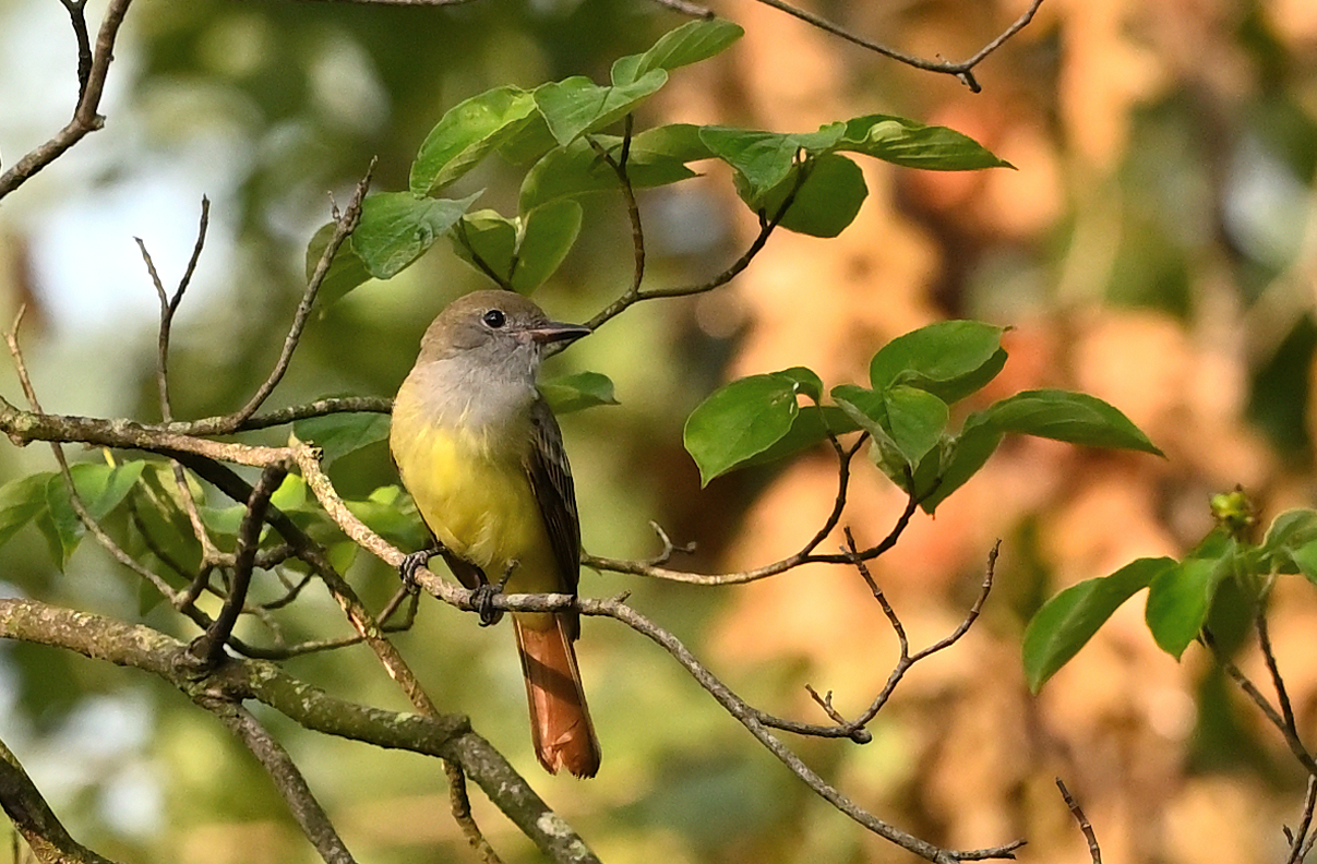 Great Crested Flycatcher