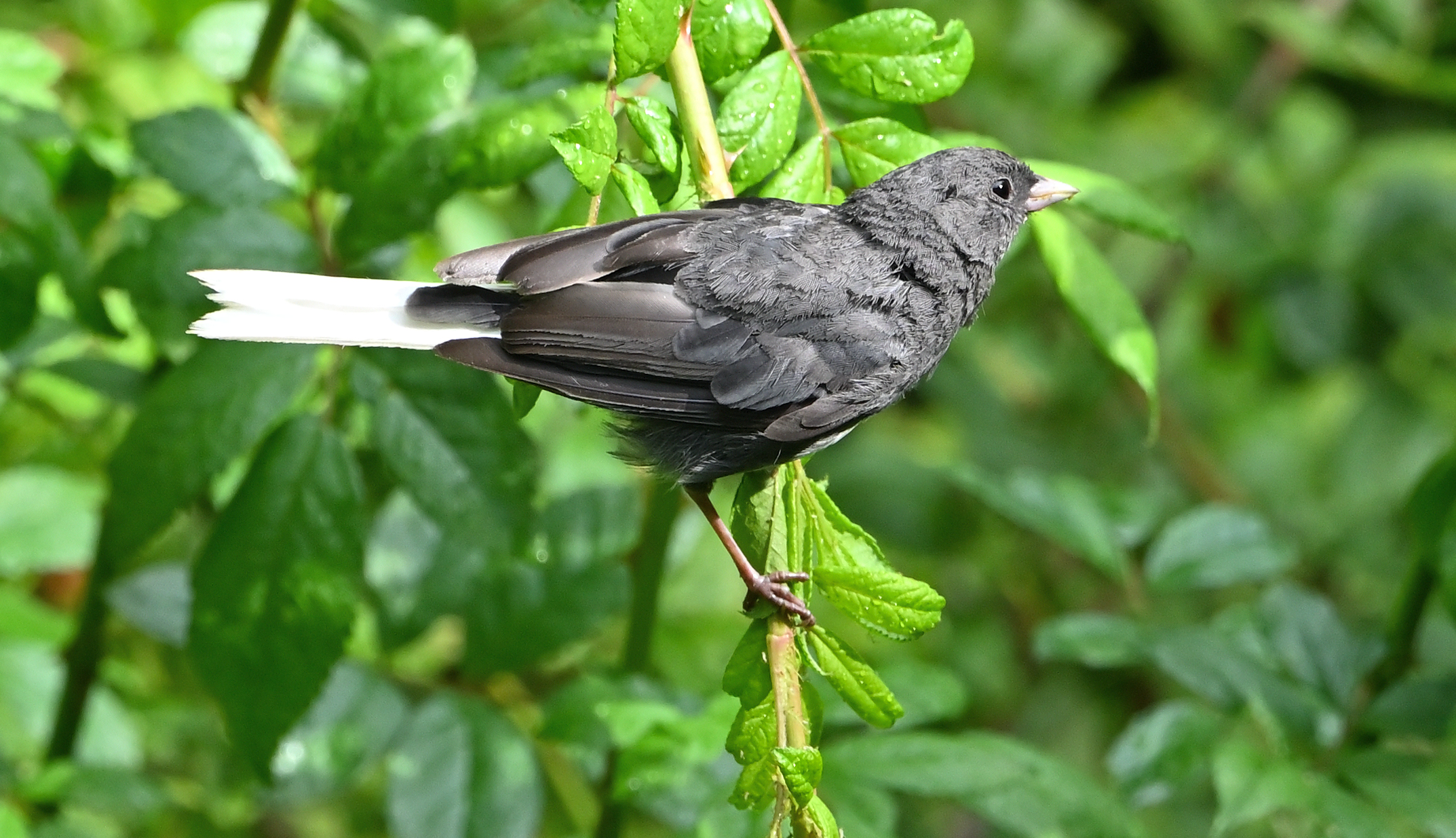 Dark-eyed Junco
