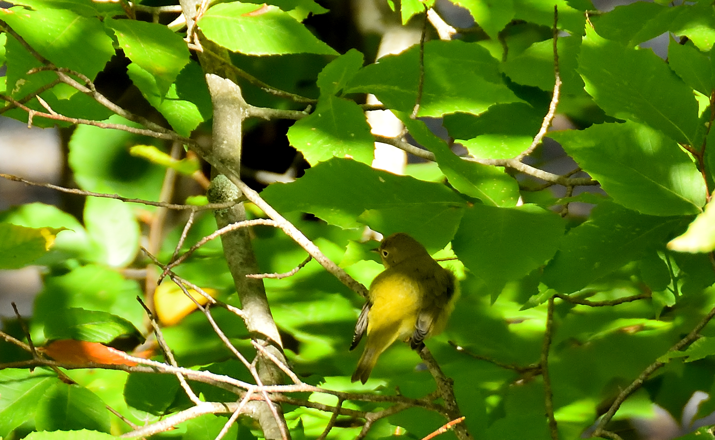 Nashville Warbler