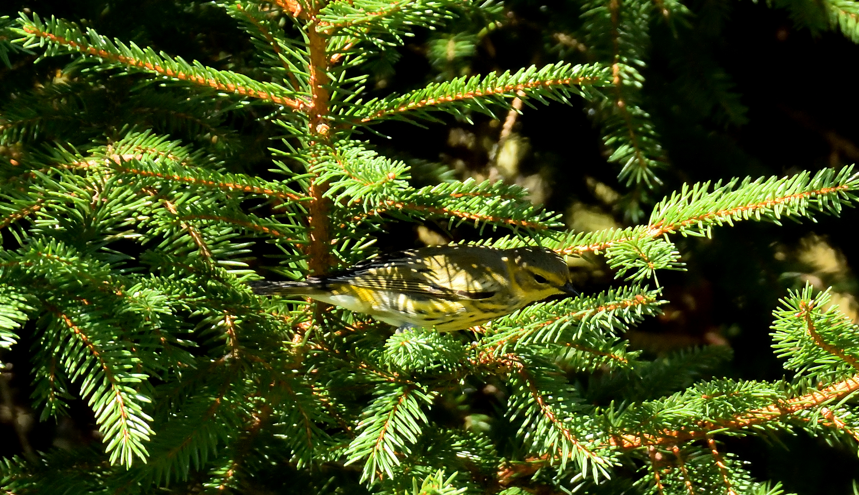 Cape May Warbler
