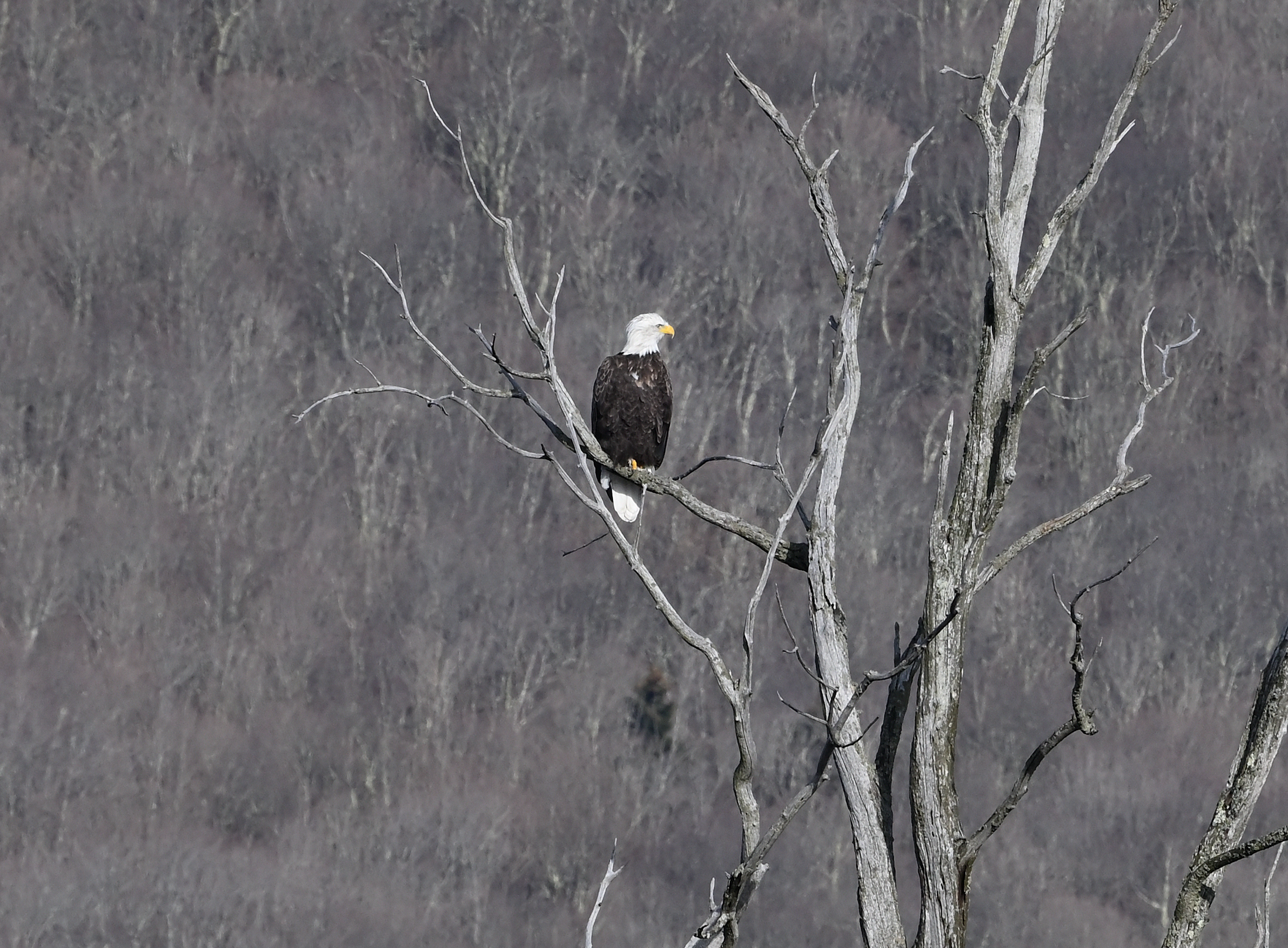 Bald Eagle