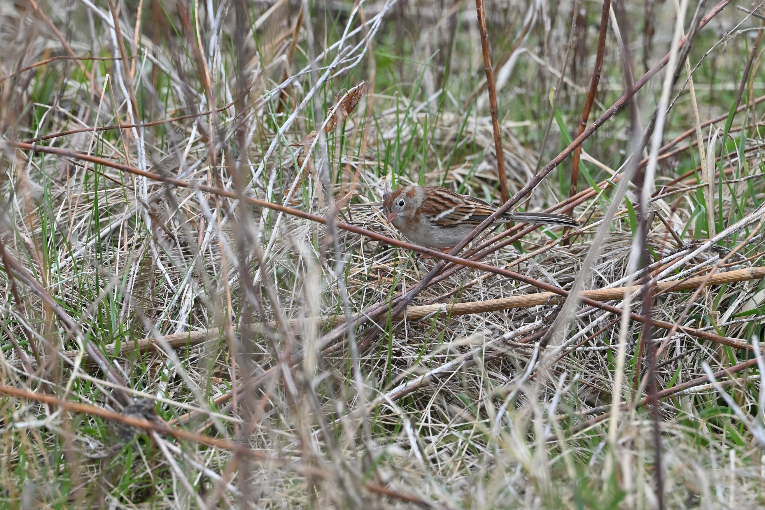 Field Sparrow
